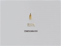 藏品(單點昏黃小苔蛾)的圖片